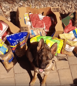 Dog with Random Acts donations