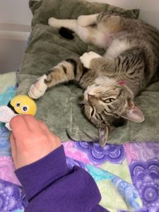 Striped cat playing with a bumblebee toy for #GetKind
