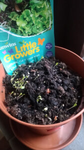 Little Growers plant seedling in pot
