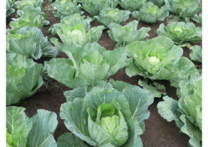 Rows of bright green cabbages, nearly full grown, planted in soil