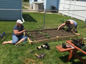 Two women put seedlings into a garden bed full of soil