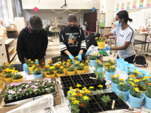 Students potting yellow flowers in colorful pots.