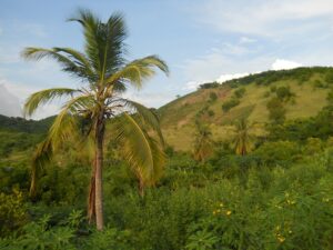 The landscape of haiti- green hills and a palm tree fills the foreground. The sky is blue with thin clouds