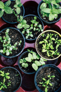 small plants in pots