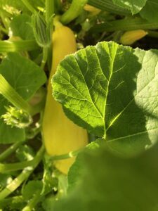 Sun shines through a green leaf sitting above a yellow squash