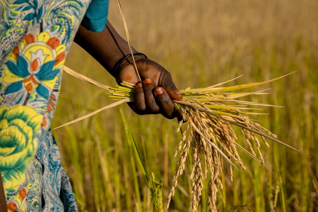 The hand of an African woman holding rice plants. On the left side is a bit of a patterned blue dress visible
